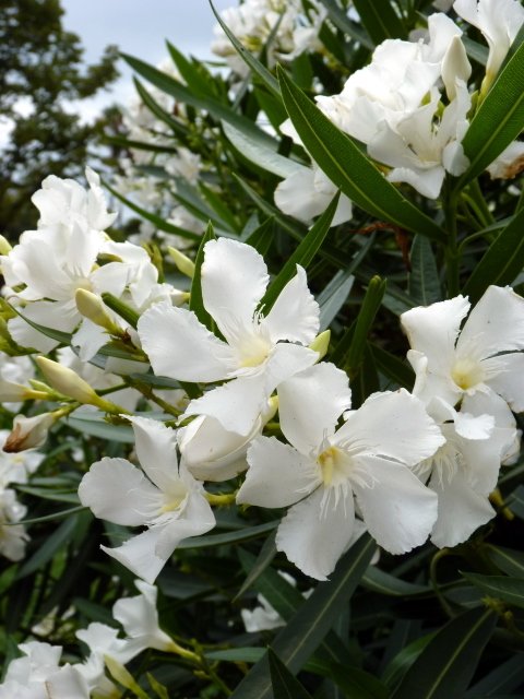 Nerium oleander blanc